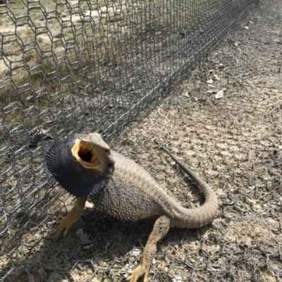 Pogona barbata (Eastern Bearded Dragon) at Goorooyarroo NR (ACT) - 27 Sep 2017 by JasonC