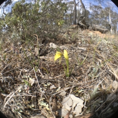 Diuris sp. (A Donkey Orchid) at Goorooyarroo NR (ACT) - 27 Sep 2017 by JasonC
