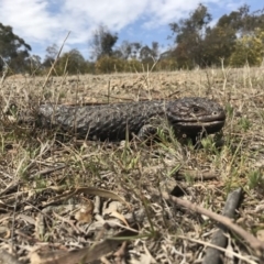 Tiliqua rugosa (Shingleback Lizard) at Mulligans Flat - 27 Sep 2017 by JasonC