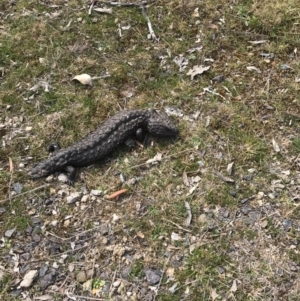 Tiliqua rugosa at Gungahlin, ACT - 27 Sep 2017 02:14 PM