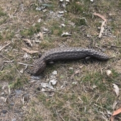 Tiliqua rugosa (Shingleback Lizard) at Mulligans Flat - 27 Sep 2017 by JasonC