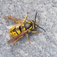 Vespula germanica (European wasp) at Barton, ACT - 27 Sep 2017 by Speedsta