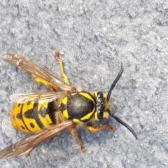 Vespula germanica at Barton, ACT - 27 Sep 2017 12:36 PM