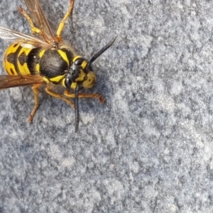 Vespula germanica at Barton, ACT - 27 Sep 2017 12:36 PM