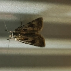 Agrotis munda (Brown Cutworm) at Queanbeyan West, NSW - 24 Sep 2017 by Speedsta