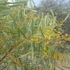 Acacia sp. (A Wattle) at Isaacs Ridge and Nearby - 27 Sep 2017 by Mike