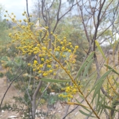 Acacia sp. at Isaacs, ACT - 27 Sep 2017 04:19 PM