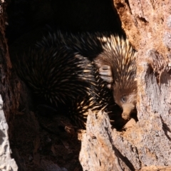 Tachyglossus aculeatus (Short-beaked Echidna) at Mount Majura - 27 Sep 2017 by petersan