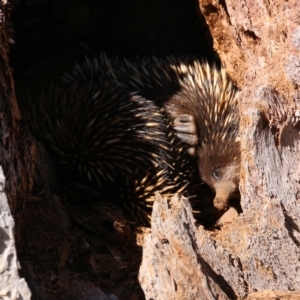 Tachyglossus aculeatus at Canberra Central, ACT - 27 Sep 2017