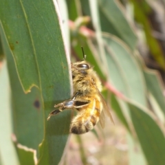 Apis mellifera (European honey bee) at Stromlo, ACT - 27 Sep 2017 by JanetRussell