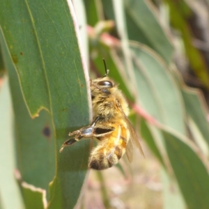 Apis mellifera at Stromlo, ACT - 27 Sep 2017 10:42 AM