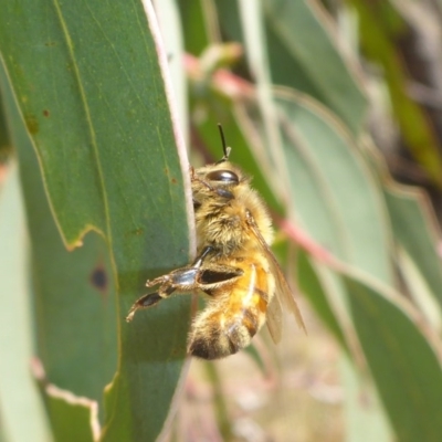 Apis mellifera (European honey bee) at Cooleman Ridge - 27 Sep 2017 by JanetRussell