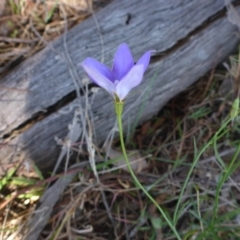 Wahlenbergia capillaris (Tufted Bluebell) at Cooleman Ridge - 27 Sep 2017 by JanetRussell