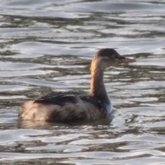 Tachybaptus novaehollandiae (Australasian Grebe) at Lake Tuggeranong - 22 Sep 2017 by michaelb