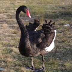 Cygnus atratus (Black Swan) at Greenway, ACT - 22 Sep 2017 by MichaelBedingfield