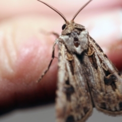 Agrotis munda (Brown Cutworm) at O'Connor, ACT - 24 Sep 2017 by ibaird