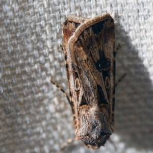 Agrotis munda at O'Connor, ACT - 25 Sep 2017 07:18 AM