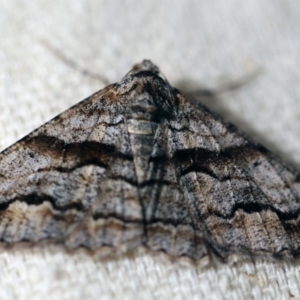 Gastrinodes bitaeniaria at O'Connor, ACT - 25 Sep 2017