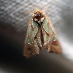 Cosmodes elegans (Green Blotched Moth) at O'Connor, ACT - 24 Sep 2017 by ibaird