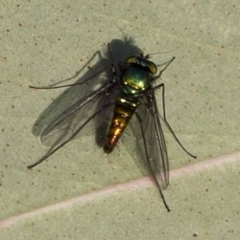 Austrosciapus sp. (genus) (Long-legged fly) at Coree, ACT - 27 Sep 2017 by JudithRoach