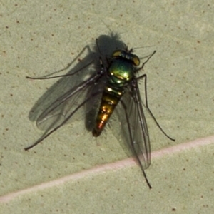 Austrosciapus sp. (genus) at Coree, ACT - 27 Sep 2017