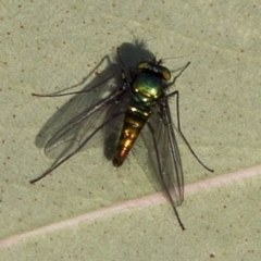 Austrosciapus sp. (genus) (Long-legged fly) at Coree, ACT - 26 Sep 2017 by JudithRoach