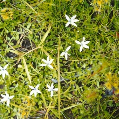 Isotoma fluviatilis subsp. australis (Swamp Isotome) at Tuggeranong Hill - 13 Nov 1999 by michaelb