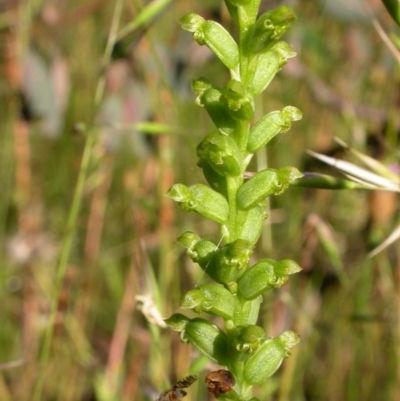 Microtis sp. (Onion Orchid) at Hackett, ACT - 14 Dec 2010 by waltraud