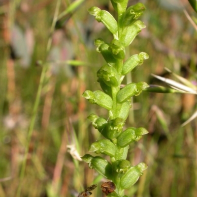 Microtis sp. (Onion Orchid) at Mount Majura - 14 Dec 2010 by waltraud