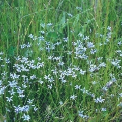 Isotoma fluviatilis subsp. australis (Swamp Isotome) at Tuggeranong Hill - 25 Nov 2000 by michaelb