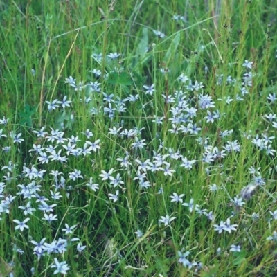 Isotoma fluviatilis subsp. australis (Swamp Isotome) at Conder, ACT - 25 Nov 2000 by michaelb