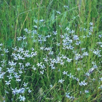 Isotoma fluviatilis subsp. australis (Swamp Isotome) at Tuggeranong Hill - 25 Nov 2000 by michaelb