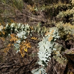 Acacia baileyana (Cootamundra Wattle, Golden Mimosa) at Mount Majura - 26 Sep 2017 by WalterEgo