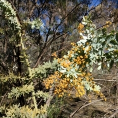 Acacia baileyana at Hackett, ACT - 26 Sep 2017