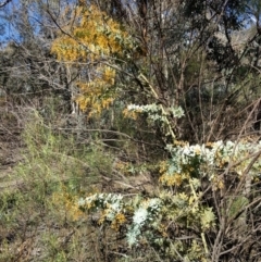 Acacia baileyana at Hackett, ACT - 26 Sep 2017