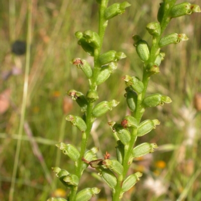 Microtis sp. (Onion Orchid) at Hackett, ACT - 14 Dec 2010 by waltraud