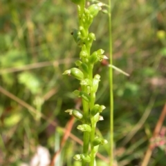 Microtis sp. at Hackett, ACT - 15 Dec 2010