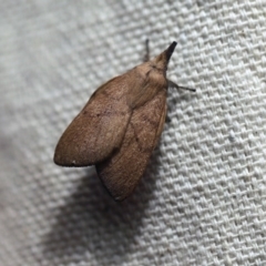 Pararguda nasuta (Wattle Snout Moth) at O'Connor, ACT - 24 Sep 2017 by ibaird