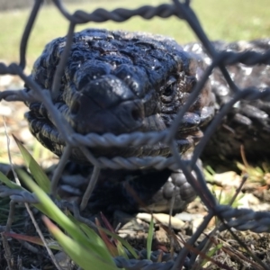 Tiliqua rugosa at Gungahlin, ACT - 28 Sep 2017 01:42 PM