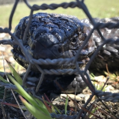 Tiliqua rugosa (Shingleback Lizard) at Gungahlin, ACT - 28 Sep 2017 by JasonC