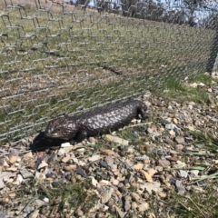 Tiliqua rugosa (Shingleback Lizard) at Mulligans Flat - 28 Sep 2017 by JasonC