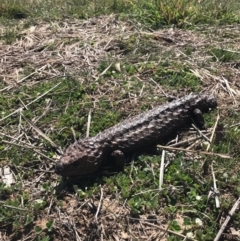 Tiliqua rugosa (Shingleback Lizard) at Gungahlin, ACT - 28 Sep 2017 by JasonC