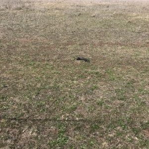 Tiliqua rugosa at Gungahlin, ACT - 28 Sep 2017 01:48 PM