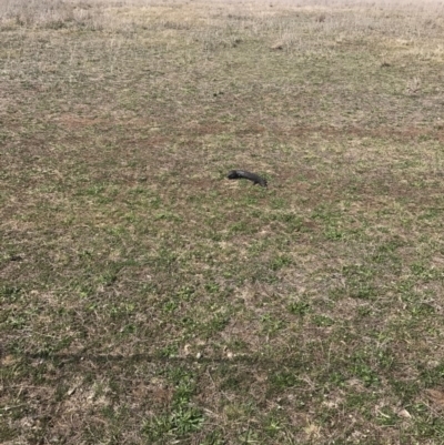 Tiliqua rugosa (Shingleback Lizard) at Gungahlin, ACT - 28 Sep 2017 by JasonC