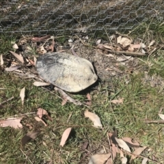 Chelodina longicollis (Eastern Long-necked Turtle) at Gungahlin, ACT - 28 Sep 2017 by JasonC