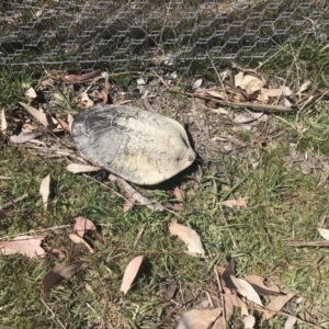 Chelodina longicollis at Gungahlin, ACT - 28 Sep 2017