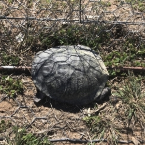 Chelodina longicollis at Gungahlin, ACT - 28 Sep 2017