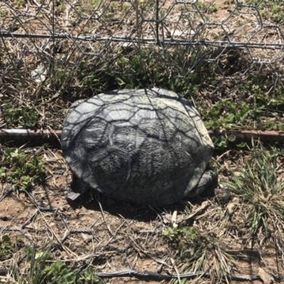 Chelodina longicollis (Eastern Long-necked Turtle) at Gungahlin, ACT - 28 Sep 2017 by JasonC