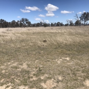 Tachyglossus aculeatus at Gungahlin, ACT - 28 Sep 2017 01:50 PM