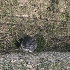 Chelodina longicollis at Gungahlin, ACT - 28 Sep 2017 01:51 PM